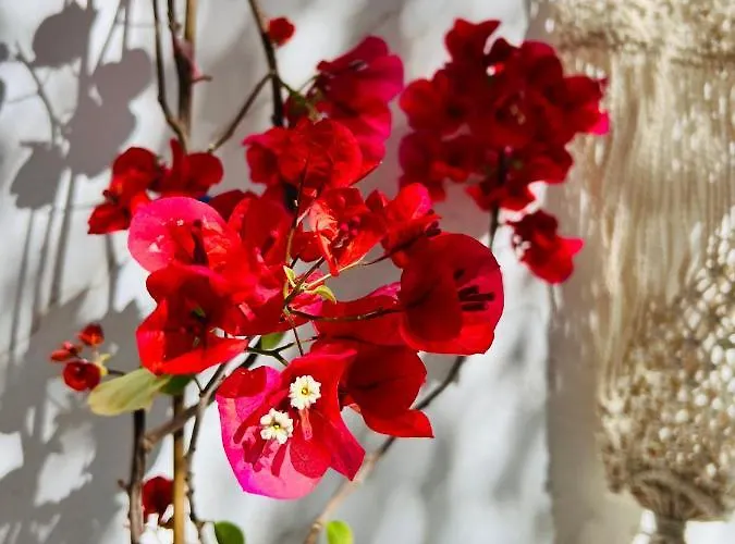 Apartamento Pallada Boutique *