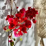 Pallada Boutique アパート
