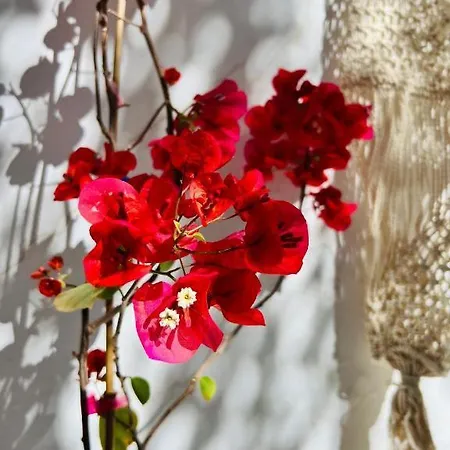 Pallada Boutique Lejlighed